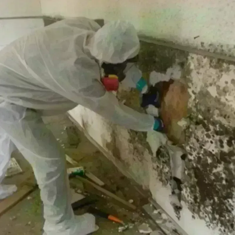 Mold Remediation and Removal in Byron, MN